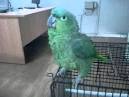 Pictures of 2 parrots talking and singing jackolantern <?=substr(md5('https://encrypted-tbn3.gstatic.com/images?q=tbn:ANd9GcT3H-pChJ61ZYXCmvOJw_WbTIPNzTB0ozfCLpY1HQyfrvNlPWf4C-BEiQTX'), 0, 7); ?>