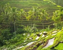 Image of Tegalalang Rice Terrace Bali