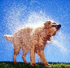 Image result for wet dogs