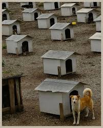 Algo extraordinário aconteceu no Brasil 🇧🇷: um grupo de voluntários não conseguiu encontrar uma família para muitos cães abandonados. Ninguém queria adotá-los, apesar de serem amorosos e procurarem carinho. Em vez de