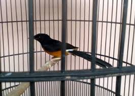 Hasil gambar untuk murai batu