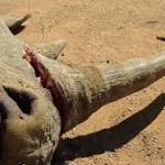 Will China ending tiger bone,