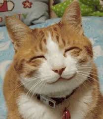 Hasil gambar untuk gambar kucing