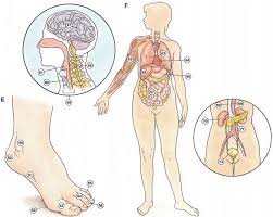 Resultado de imagen para cuerpo humano