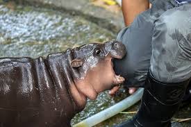 baby pygmy hippopotamus moo deng