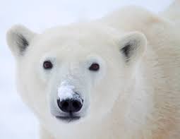 Resultado de imagen para oso polar