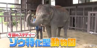 日本テレビ - News update