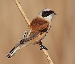 Znalezione obrazy dla zapytania European penduline tit