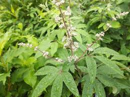 Tetradium daniellii var. hupehensis에 대한 이미지 검색결과