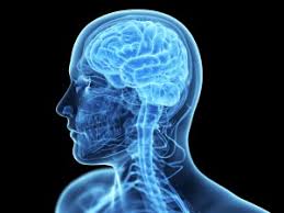 Risultati immagini per cervello vero