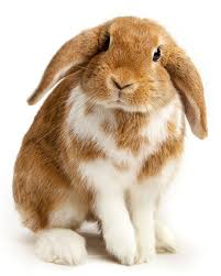Image result for RABBIT