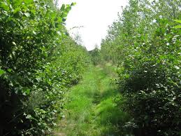 Image result for Tree plantation