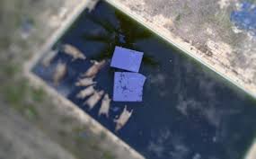 Chocante! Capivaras Mortas Encontradas em Piscina: Mistério em São João! - Imagen principal del artículo