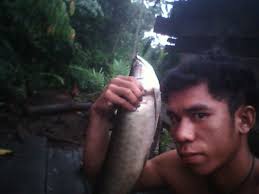 Ikan itu adalah Arwana. Ikan air tawar yang sangat populer serta menjadi idola di antara jenis ikan lainnya. Kebanyakan orang memberikan pujian terhadap ... - img7558a