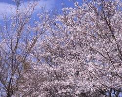 眉山公園櫻花的圖片