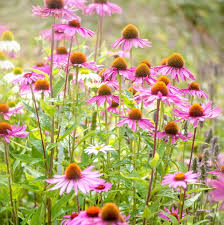 Country Living Magazine - News update