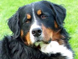 Résultats de recherche d'images pour « bouviers bernois »