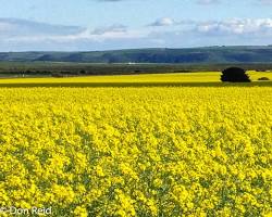 Hình ảnh về Robertson canola fields, South Africa