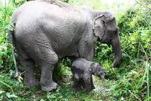 Image result for Baby elephant one day old