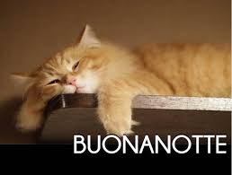 Risultati immagini per commenti belli sui gatti e immagini buffe