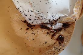 Image result for BED BUGS CONTROL