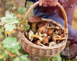 Image of Foraging mushrooms