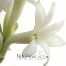 White Tuberose Fragrant Flower | FiftyFlowers. - White-Tuberose-Fragrant-Flower-bloom-350