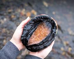 Image of Tasmanian Abalone