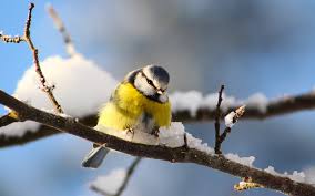 Bildergebnis für vögel im winter