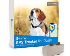 dog wearing a GPS trackerの画像