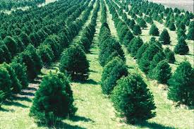 Image result for images of trees
