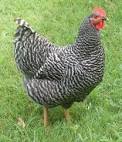 Plymouth Rock For Sale Chickens Breed Information Omlet