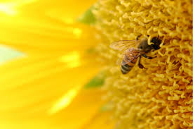 Bee on a sunflower