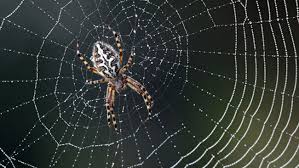 Resultado de imagen para la tela de la araña