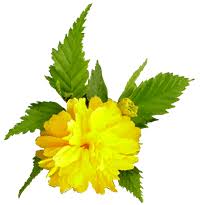 نتيجة بحث الصور عن ورود مفرغة جميلة