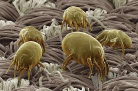 Hasil carian imej untuk IMAGES MITES