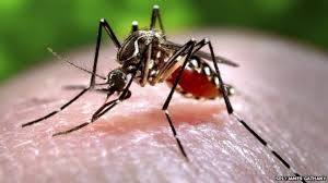 Image result for pictures of mosquito