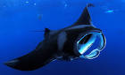 Biology of the Manta Ray - ReefQuest Centre for Shark Research