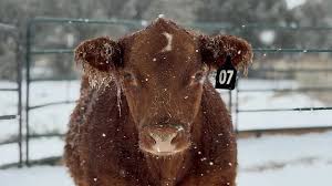 The Old Farmer’s Almanac is Here with its Winter 2026-27 Forecast