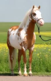 Image result for HORSE