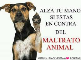 Resultado de imagen para maltrato animal