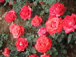 Image result for images of rose garden in ooty
