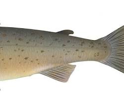 Image of Salmon