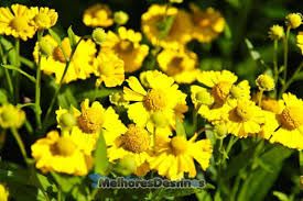 Resultado de imagem para flores