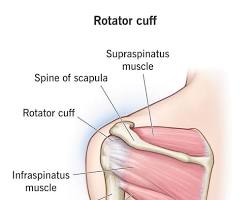 Image de Rotator Cuff Muscles