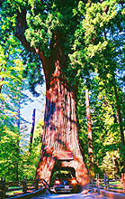 Redwood National Park