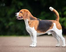 Beagle dogの画像