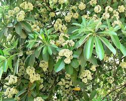 Image of ตีนเป็ดเล็ก tree