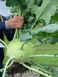 Hạt giống Su hào khổng lồ Thịt ngọt, thơm ???? Giống su hào ...