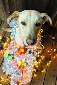 Image result for dogs in christmas lights